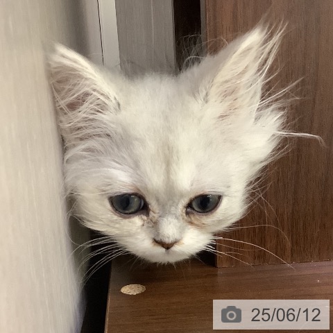 ペルシャの写真