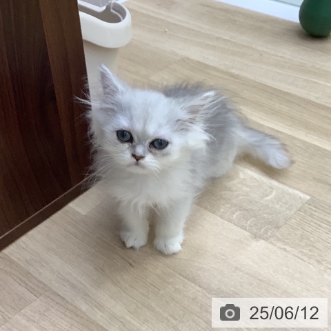 ペルシャの写真