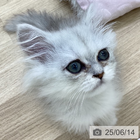ペルシャの写真