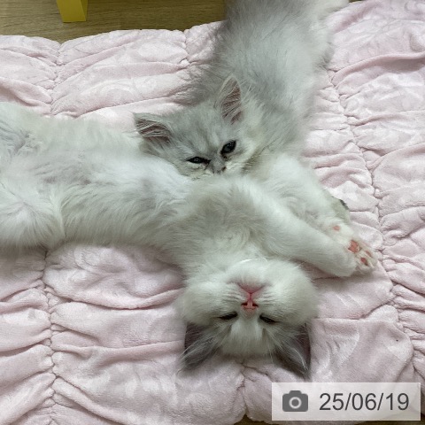 ペルシャの写真