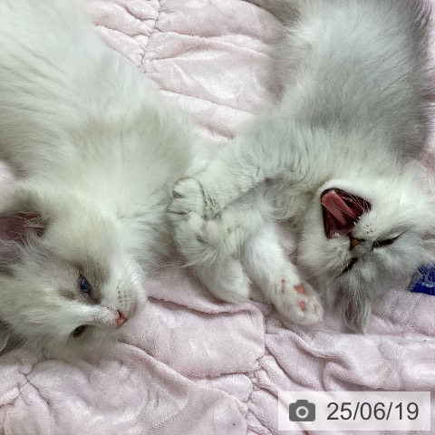 ペルシャの写真