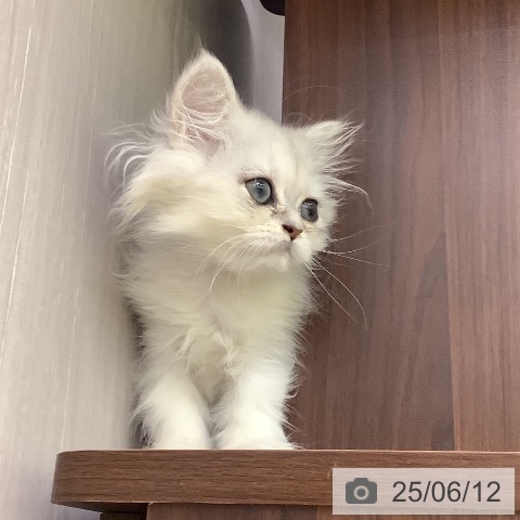 ペルシャの写真