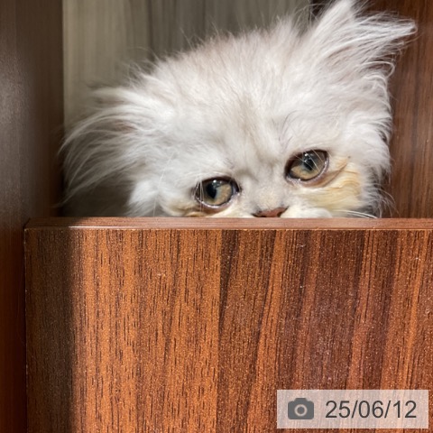 ペルシャの写真