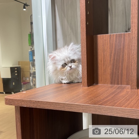 ペルシャの写真