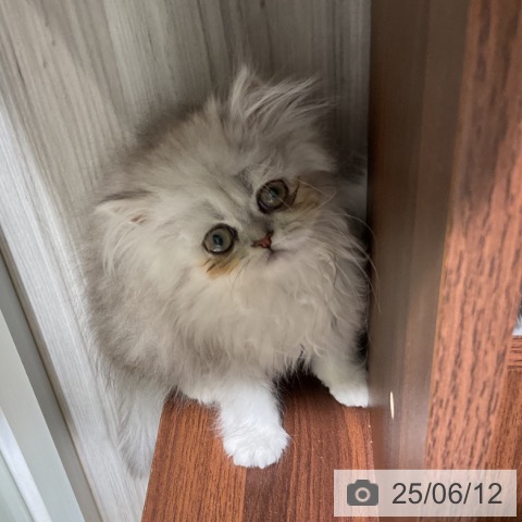 ペルシャの写真