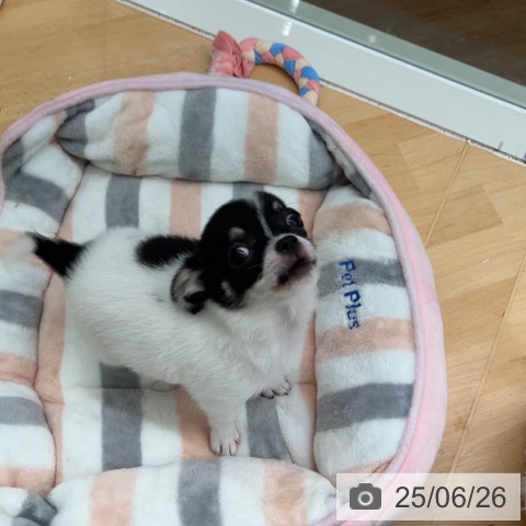 チワワの写真