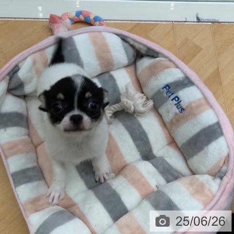 チワワの写真