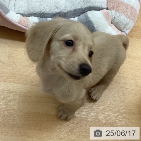 ミニチュア・ダックスフンドの写真