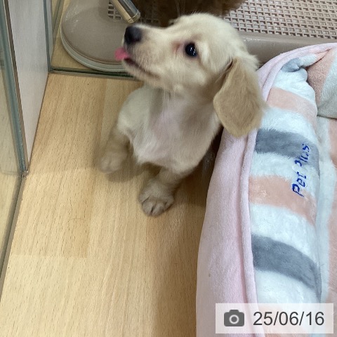 ミニチュア・ダックスフンドの写真