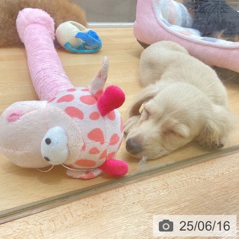 ミニチュア・ダックスフンドの写真