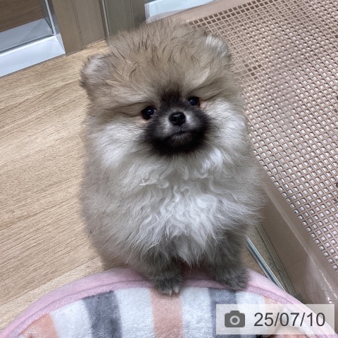 ポメラニアンの写真