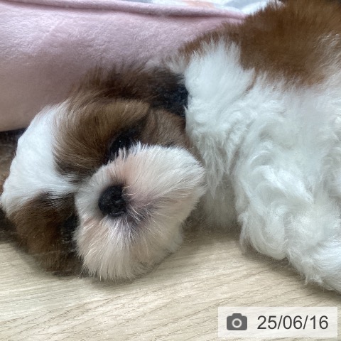 シー・ズーの写真