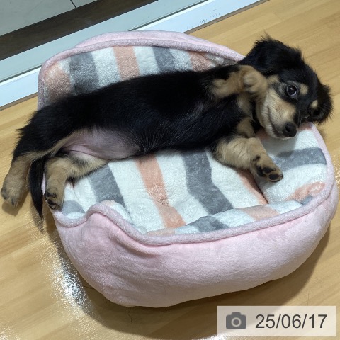 ミニチュア・ダックスフンドの写真