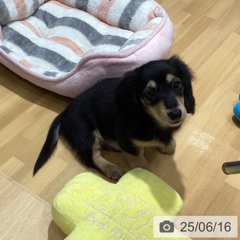 ミニチュア・ダックスフンドの写真