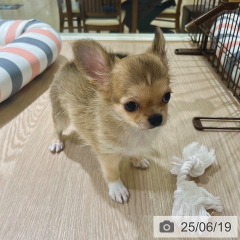 チワワの写真