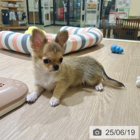 チワワの写真