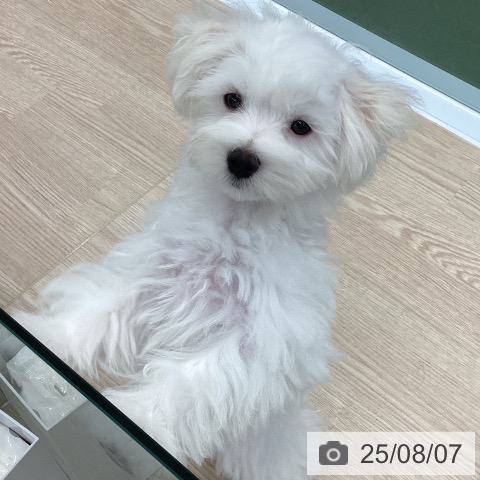 マルチーズの写真