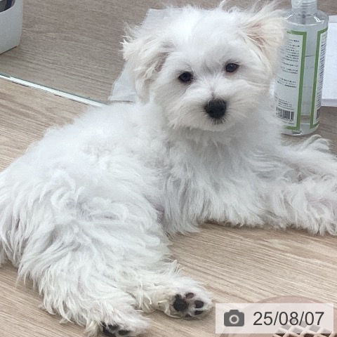マルチーズの写真