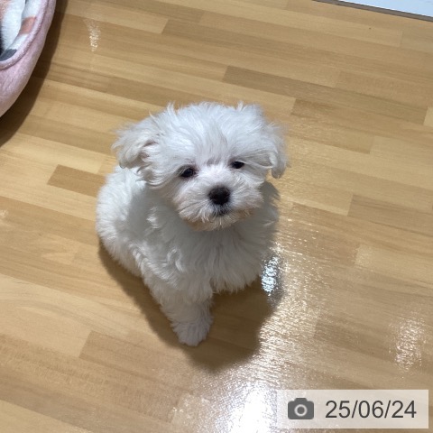 マルチーズの写真