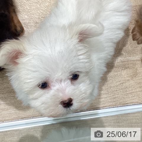 マルチーズの写真