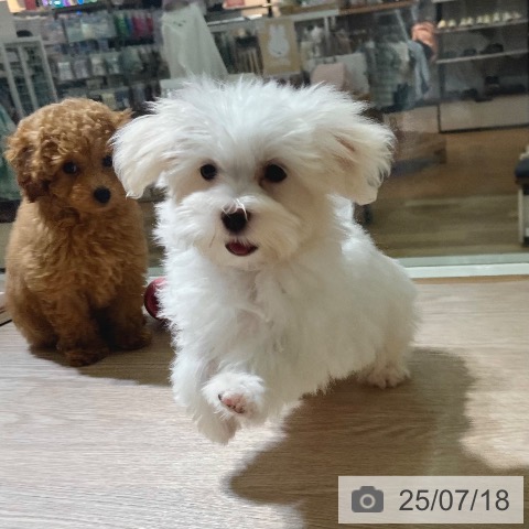 マルチーズの写真
