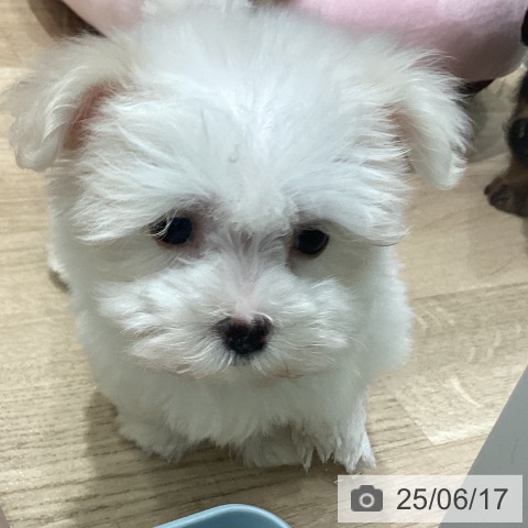 マルチーズの写真