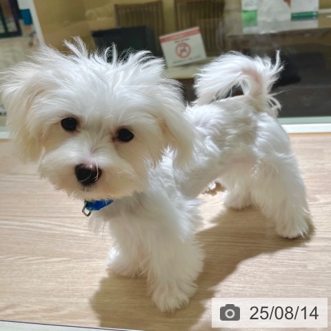 マルチーズの写真