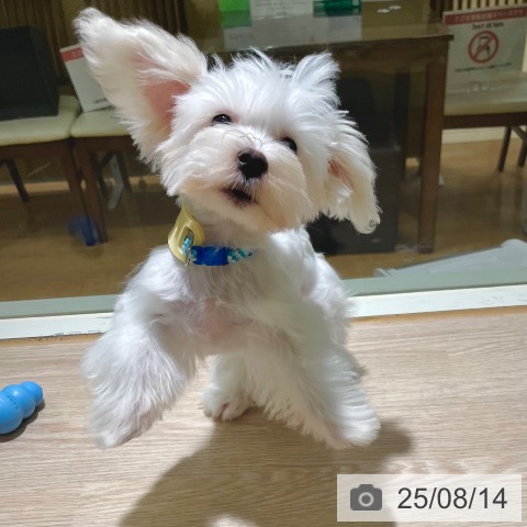 マルチーズの写真