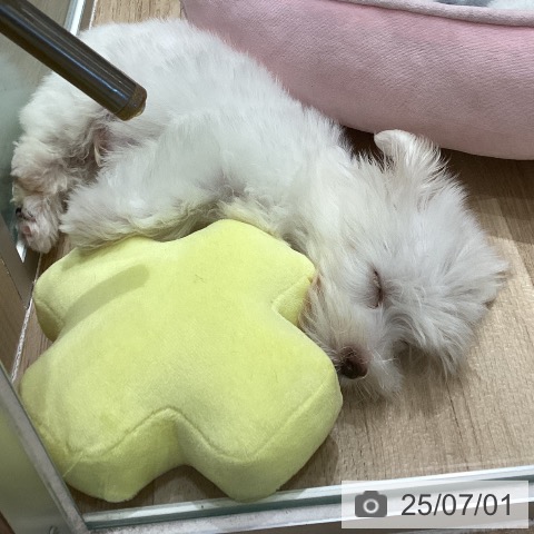 マルチーズの写真