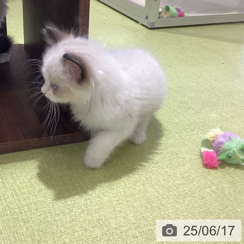 ラグドールの写真