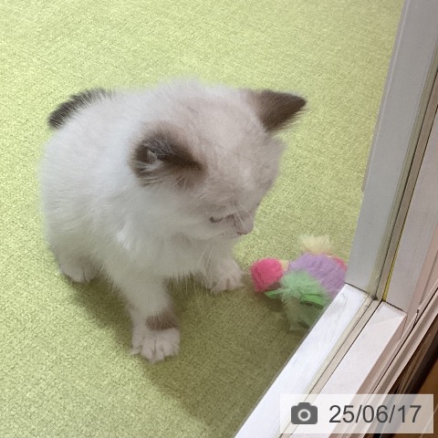 ラグドールの写真