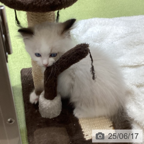 ラグドールの写真
