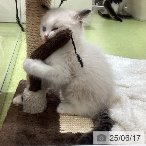 ラグドールの写真