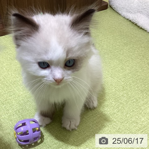 ラグドールの写真