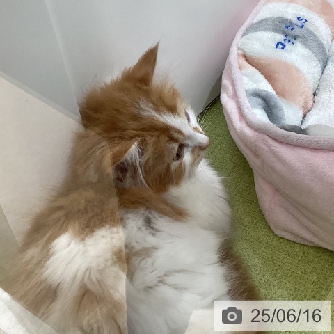 マンチカンの写真