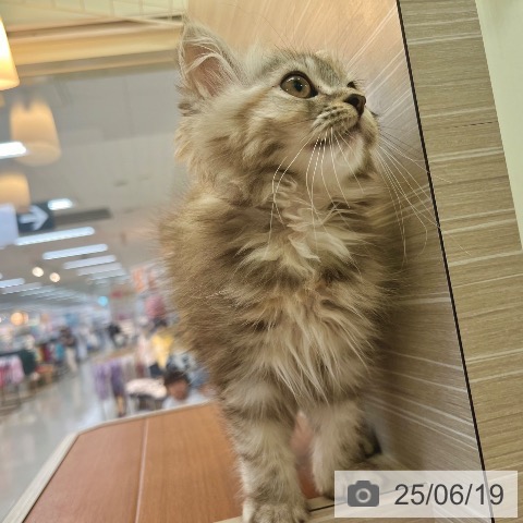 マンチカンの写真