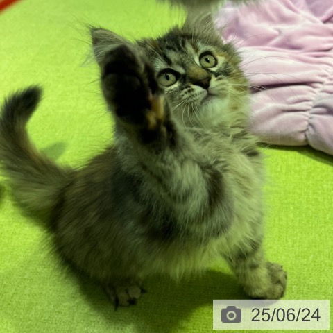 サイベリアンの写真