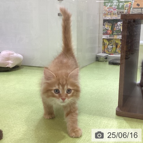 サイベリアンの写真