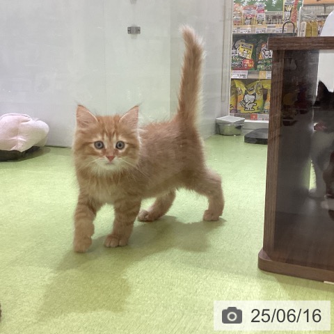 サイベリアンの写真