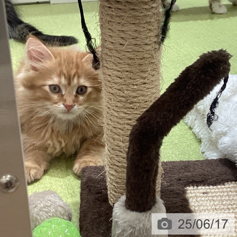 サイベリアンの写真