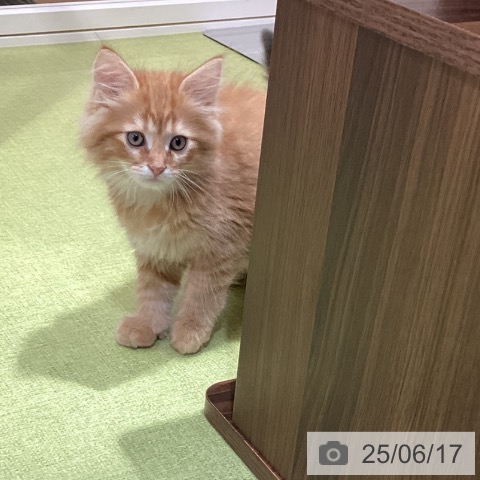サイベリアンの写真