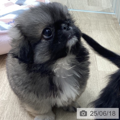 ペキニーズの写真