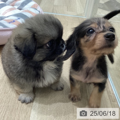 ペキニーズの写真