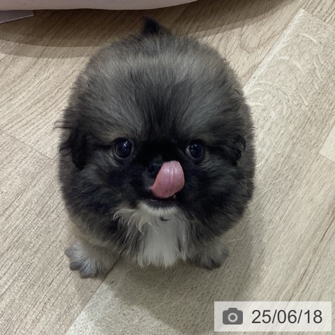ペキニーズの写真