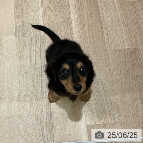 ミニチュア・ダックスフンドの写真