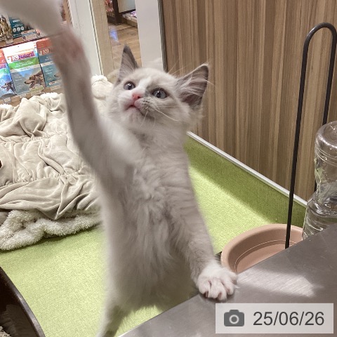 ラグドールの写真