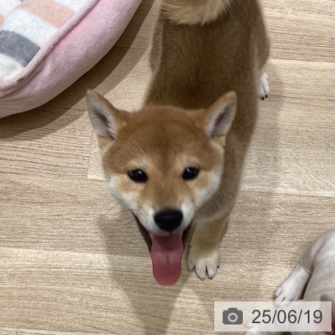 柴の写真