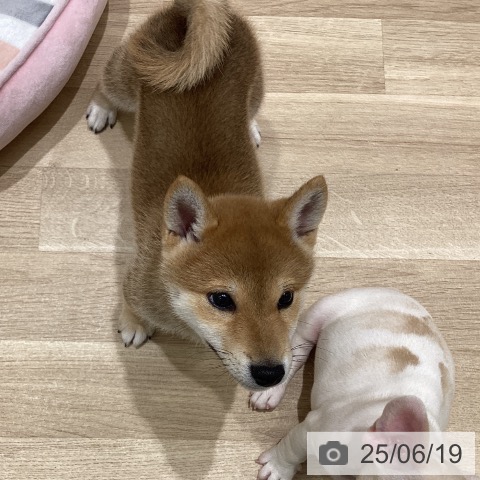 柴の写真