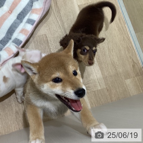柴の写真