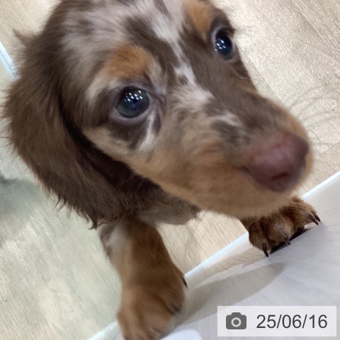 ミニチュア・ダックスフンドの写真
